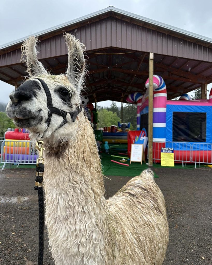Frog Pond Farm, Wilsonville Oregon, Willamette Valley, Pumpkin Patch, Family Fun, Things to Do, Autumn, Fall, Halloween, Christmas, Llamas, Petting Zoo, Corn Maze, Pictures With Santa, Christmas Tree Farms, Dog-Friendly