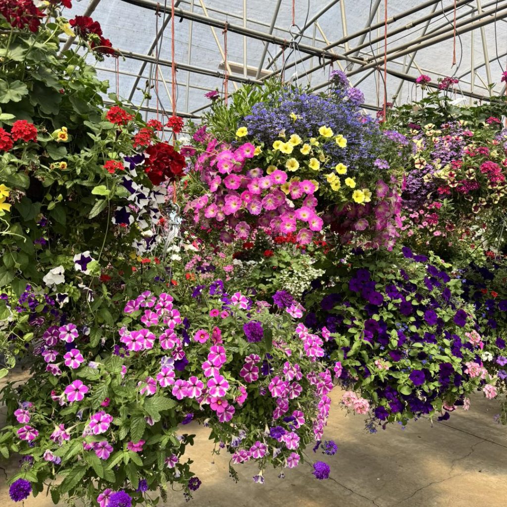 French Prairie Gardens, St. Paul, Oregon, Willamette Valley, Tualitin Valley, Pumpkin Patch, Family Fun, Fall, Autumn, Things To Do, Apple Cider Donuts, Gardens, Bakery, Hay Rides, Halloween, Working Family Farm, Apple Cider Ice Cream Floats, Scratch Bakery
