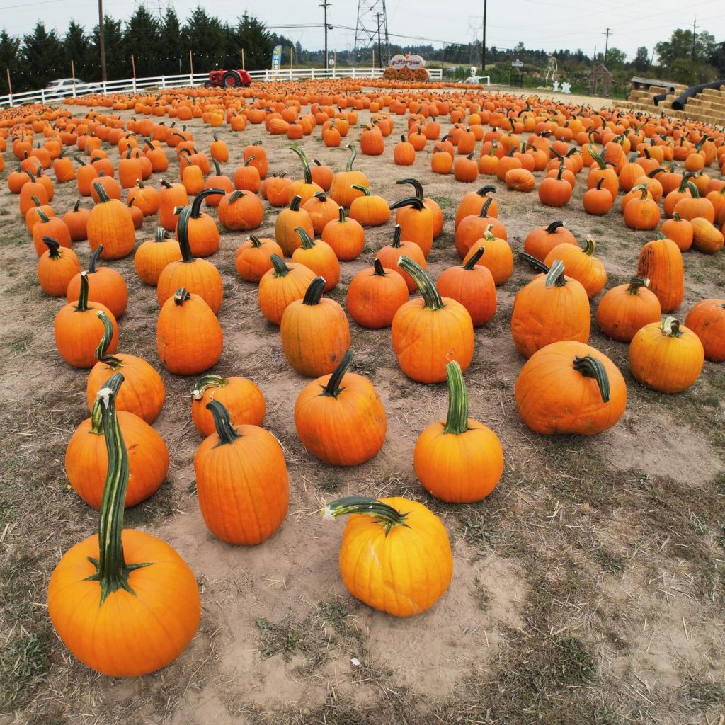pumpkin patch at Yesteryear Farms in Oregon