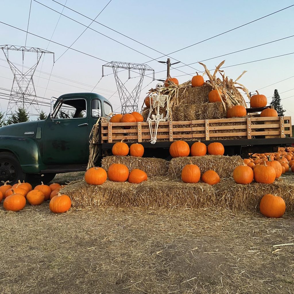 pumpkin patch at Yesteryear Farms in Oregon