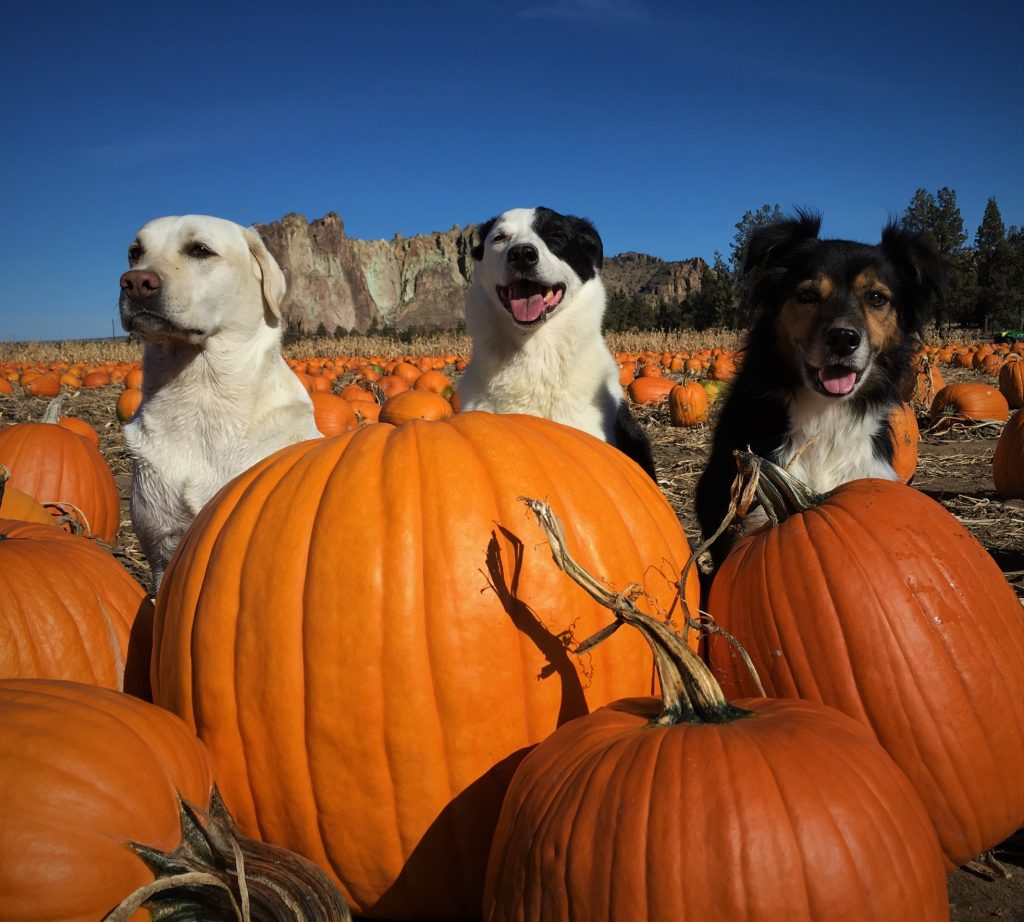 Smith Rock Ranch, Terrebonne Oregon, Family Fun, Central Oregon, Bend, Redmond, Things To Do, Pumpkin Patch, Hay Rides, Pumpkin Cannon, Giant Corn Maze, East of the Cascades, Dog Friendly Adventures, Good Food, Mini Golf, Best of Oregon, Fall Activities, Halloween