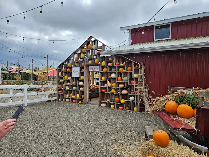 yesteryears pumpkin patch