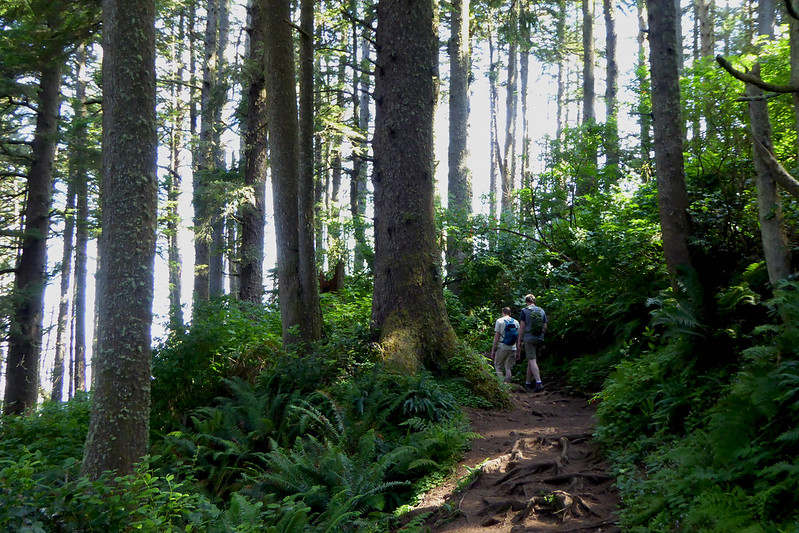Two men hike a trail through lush ferns and trees, with towering trees overhead on the Cape Lookout Trail.