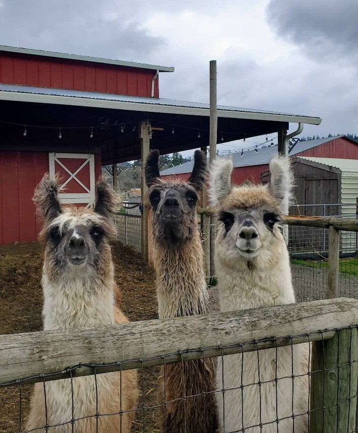 Frog Pond Farm, Wilsonville Oregon, Willamette Valley, Pumpkin Patch, Family Fun, Things to Do, Autumn, Fall, Halloween, Christmas, Llamas, Petting Zoo, Corn Maze, Pictures With Santa, Christmas Tree Farms, Dog-Friendly