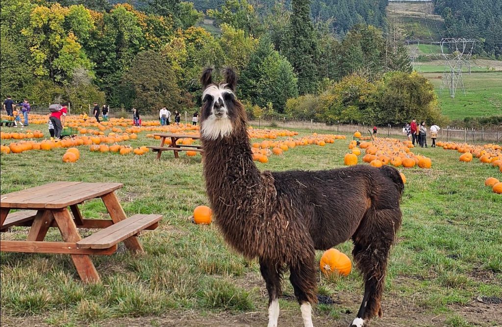 Frog Pond Farm, Wilsonville Oregon, Willamette Valley, Pumpkin Patch, Family Fun, Things to Do, Autumn, Fall, Halloween, Christmas, Llamas, Petting Zoo, Corn Maze, Pictures With Santa, Christmas Tree Farms, Dog-Friendly