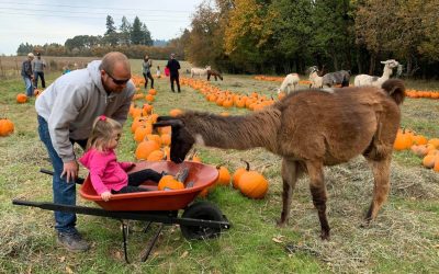 Fall Family Fun Is No Prob-Llama At This Charming Willamette Valley Farm