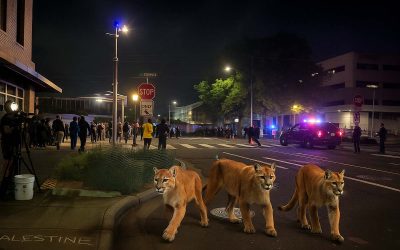 ICE Deploys Cougars in Portland, Says Pepper Spray ‘Just Wasn’t Scary Enough’