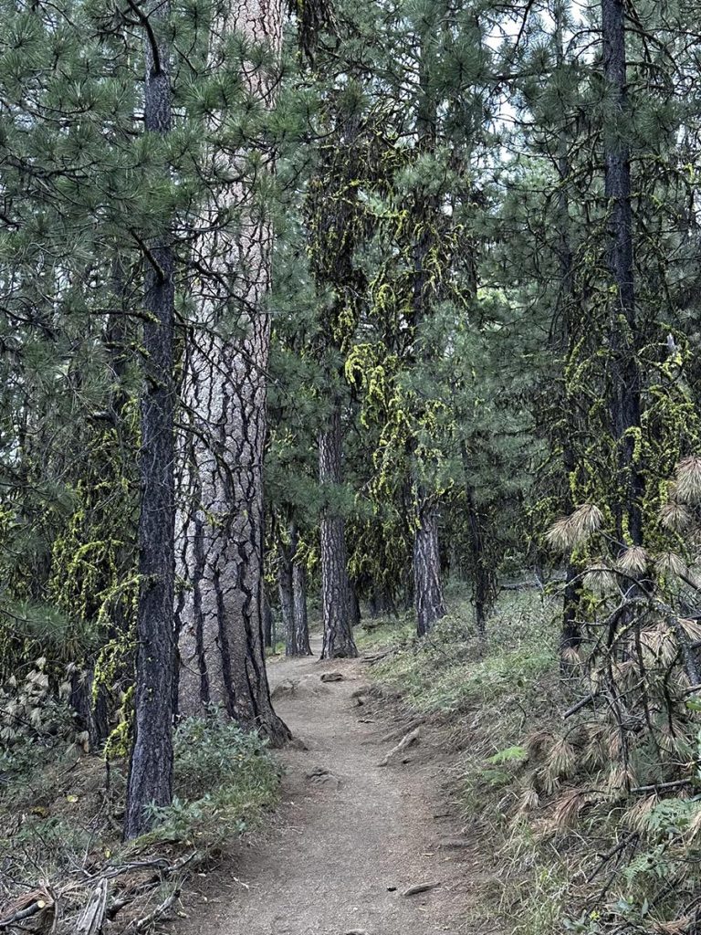 The trail up to Black Butte.