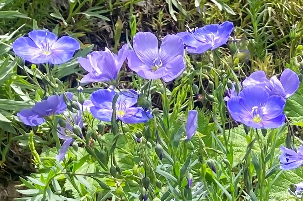 Wildflowers along the trail.