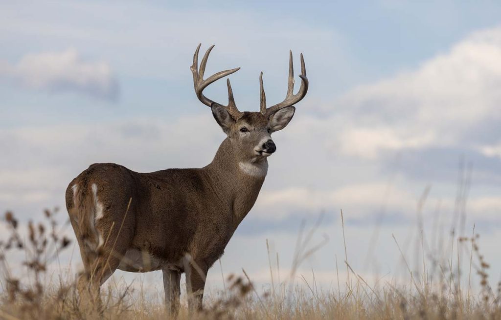 Whitetail deer