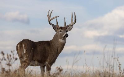 Progressives Advance Radical Measure That Could Outlaw Hunting and Fishing in Oregon