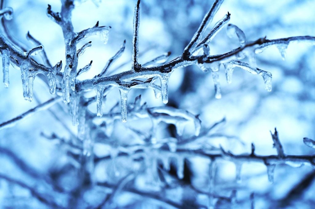 winter branches