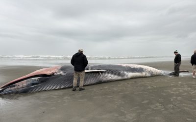 Oregon Beachgoers Discover a 46-Foot Whale Along the Shoreline