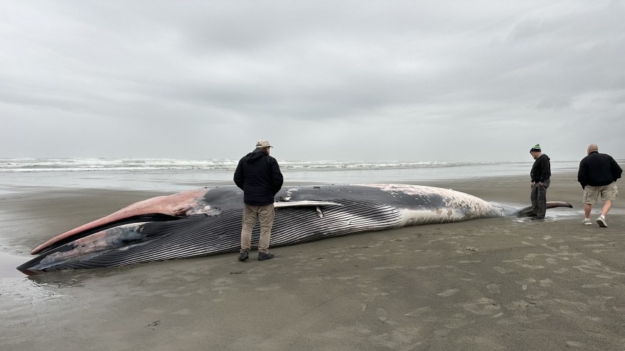 IMG_8929 whale found oregon