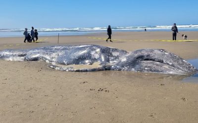 Sad: Dead gray whale washes ashore near Florence and draws crowds on Oregon coast