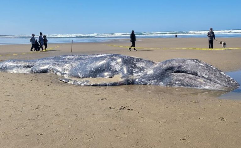 Sad: Dead gray whale washes ashore near Florence and draws crowds on Oregon coast
