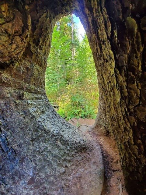 Oregon Tree Track This Short Oregon Trail Leads To A Massive 300-Year-Old Tree You Can ...