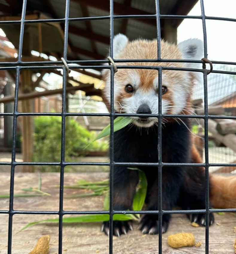 Wildlife Safari, Winston Oregon, South of Roseburg, AZA Accredited Zoos, Cheetah Conservation, Family Fun, Drive Through Safari Adventure, Things To Do With Kids, Day Trips, Rhinos, Elephants, Giraffe, Emus, Petting Zoo, Grizzly Bear, Zebra, Animal Encounters, Free-Roaming