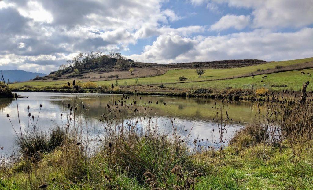 Wildlife Safari, Winston Oregon, South of Roseburg, AZA Accredited Zoos, Cheetah Conservation, Family Fun, Drive Through Safari Adventure, Things To Do With Kids, Day Trips, Rhinos, Elephants, Giraffe, Emus, Petting Zoo, Grizzly Bear, Zebra, Animal Encounters, Free-Roaming