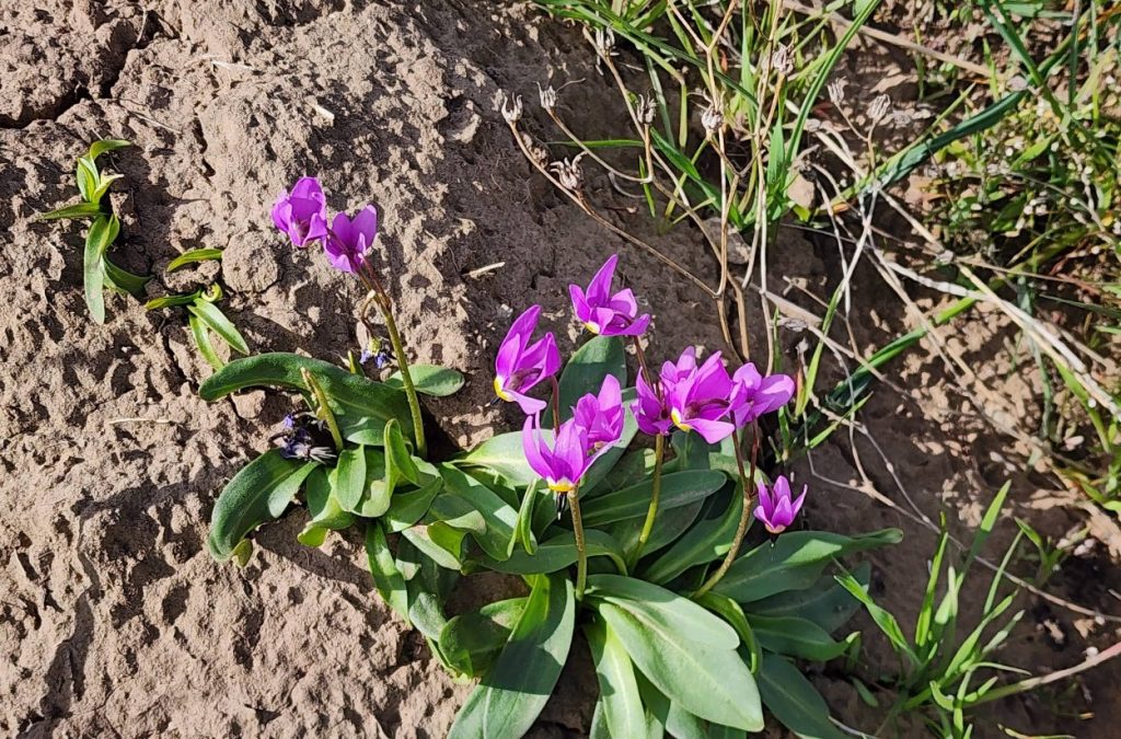 cottonwood canyon state park, central oregon, east of the cascades, wasco, john day river, places to go, adventures, things to do, dark sky sanctuary, biking, fishing, hiking, camping, wildlife, beautiful oregon, stargazing, best PNW vacations, wildflowers
