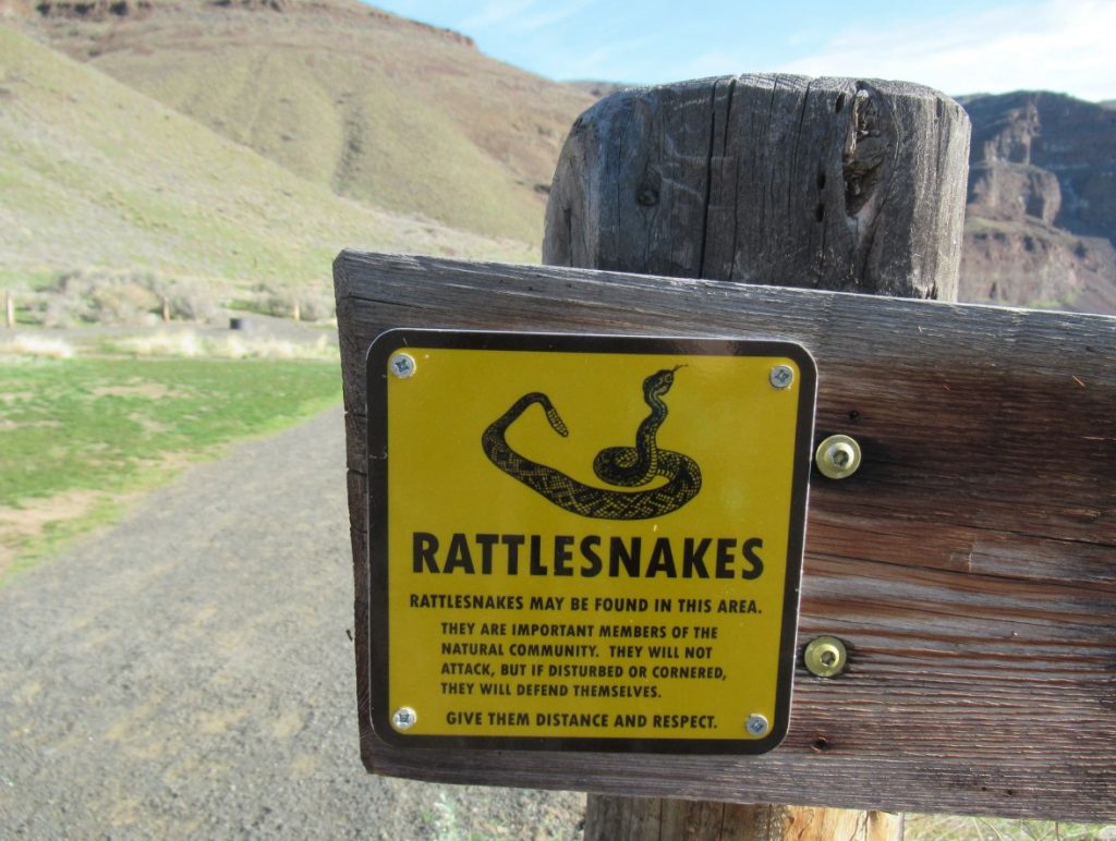 cottonwood canyon state park, central oregon, east of the cascades, wasco, john day river, places to go, adventures, things to do, dark sky sanctuary, biking, fishing, hiking, camping, wildlife, beautiful oregon, stargazing, best PNW vacations, rattlesnakes