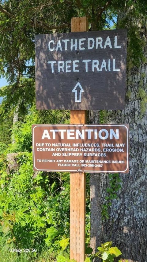 Oregon Tree Track This Short Oregon Trail Leads To A Massive 300-Year-Old Tree You Can ...