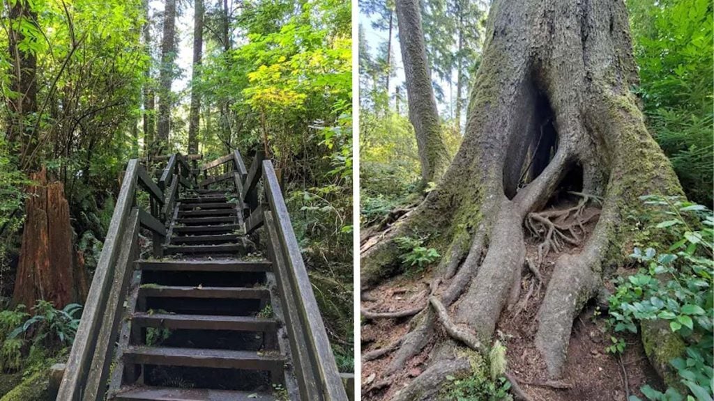 Cathedral Tree Trail in Oregon