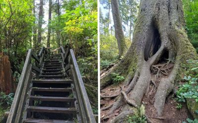 This Short Oregon Trail Leads To A Massive 300-Year-Old Tree You Can Walk Through