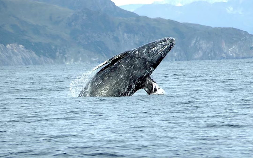 Oregon’s Whale Watch Week Returns March 21–29 With Stunning Gray Whale Migration Along The Coast