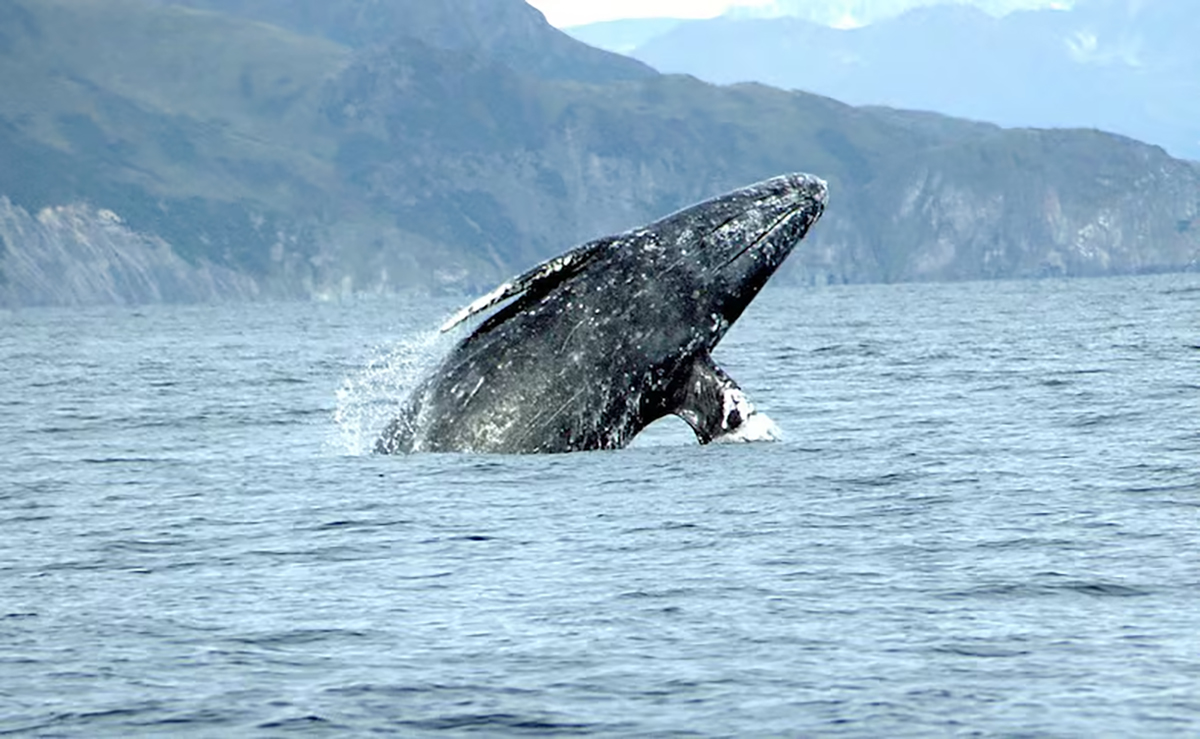 gray_whale A gray whale breaching in the Pacific Ocean
