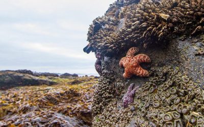 The Best Tide Pools on the Oregon Coast and the Exact Dates You Should Go in 2026