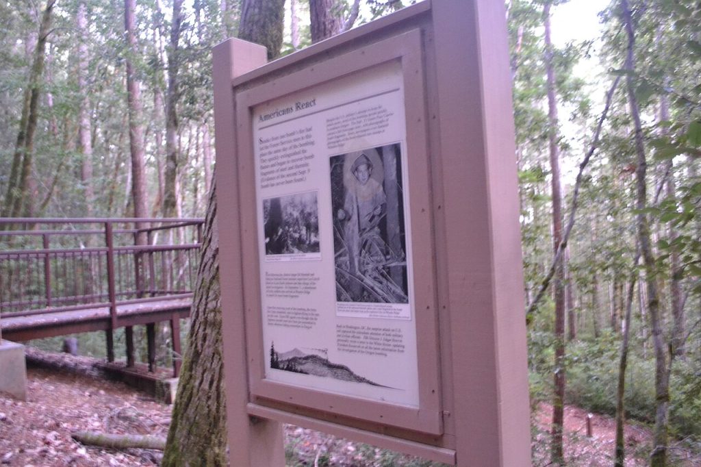 japanese bombsite trail, oregon history, hidden pacific northwest, secret places, WWII, us mainland bombing, hiking trails, off the beaten path, brookings, historical sites, heritage tree, interesting af, things to do