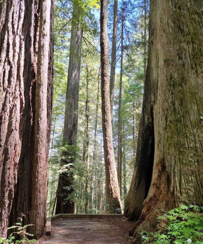 oregon redwoods trail, southern oregon coast, brookings, rogue river sisikou national forest, ada accessible hiking, sequoia trees, adventures, easy family hikes, day trips, forest bathing