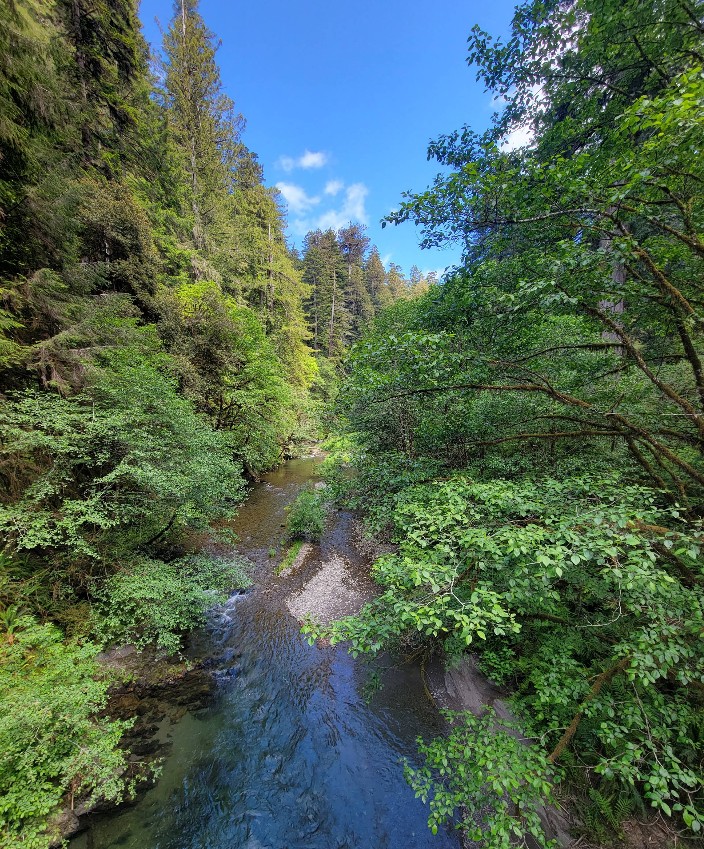 oregon redwoods trail, southern oregon coast, brookings, rogue river sisikou national forest, ada accessible hiking, sequoia trees, adventures, easy family hikes, day trips, forest bathing