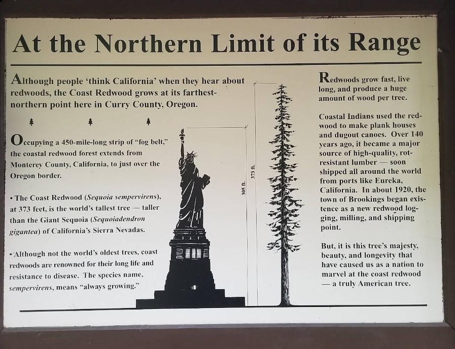 oregon redwoods trail, southern oregon coast, brookings, rogue river sisikou national forest, ada accessible hiking, sequoia trees, adventures, easy family hikes, day trips, forest bathing