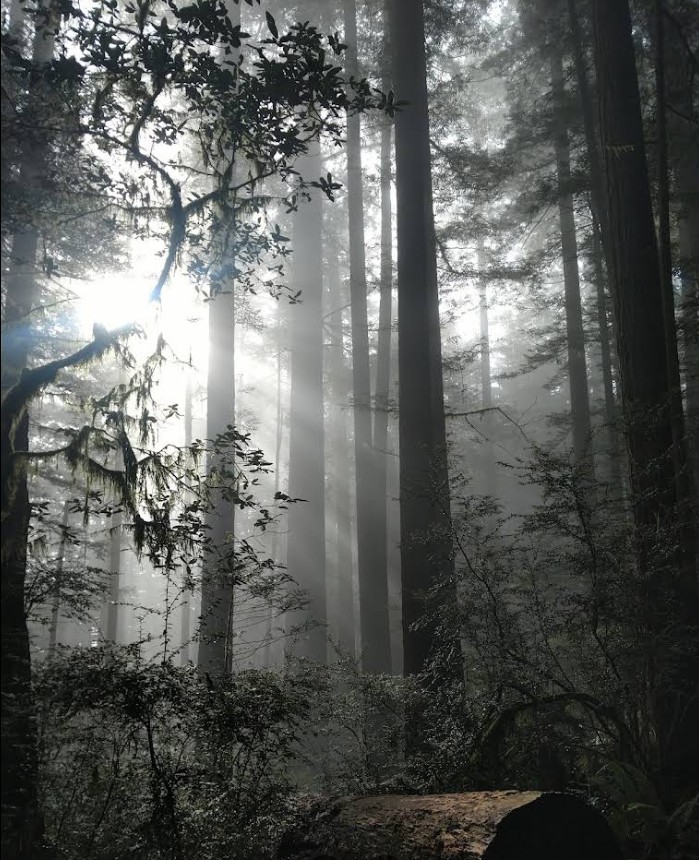 oregon redwoods trail, southern oregon coast, brookings, rogue river sisikou national forest, ada accessible hiking, sequoia trees, adventures, easy family hikes, day trips, forest bathing