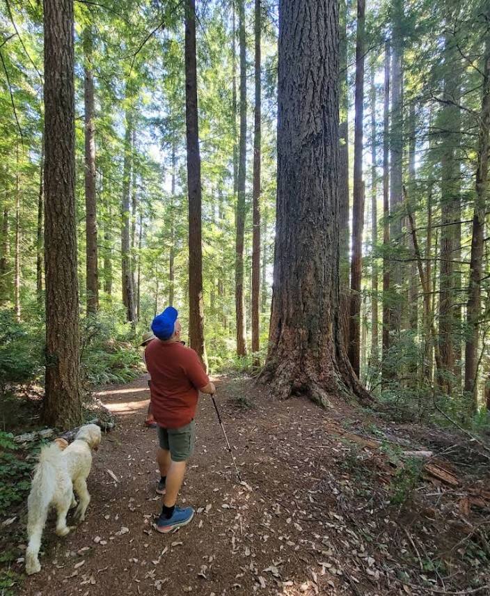 oregon redwoods trail, southern oregon coast, brookings, rogue river sisikou national forest, ada accessible hiking, sequoia trees, adventures, easy family hikes, day trips, forest bathing