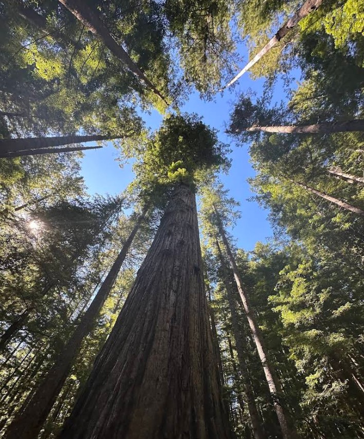 oregon redwoods trail, southern oregon coast, brookings, rogue river sisikou national forest, ada accessible hiking, sequoia trees, adventures, easy family hikes, day trips, forest bathing