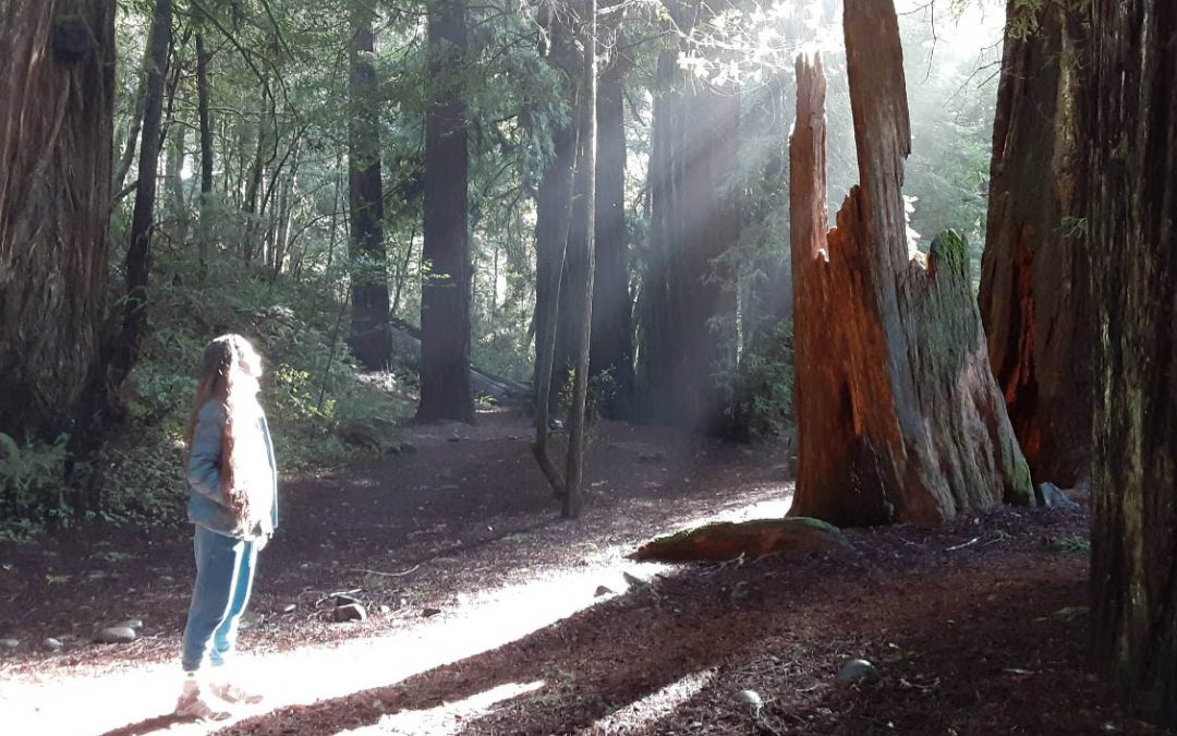 This Oregon ADA Trail Lets You Walk Among Towering Redwood Trees
