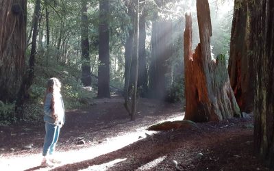This Oregon ADA Trail Lets You Walk Among Towering Redwood Trees
