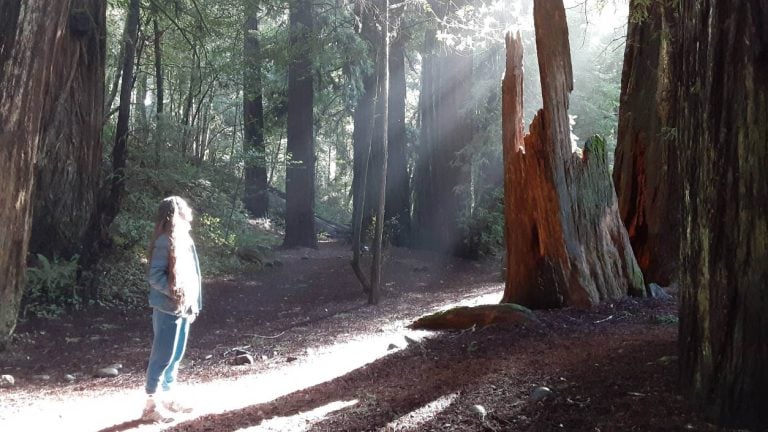 This Oregon ADA Trail Lets You Walk or Wheel Among Towering Redwood Trees
