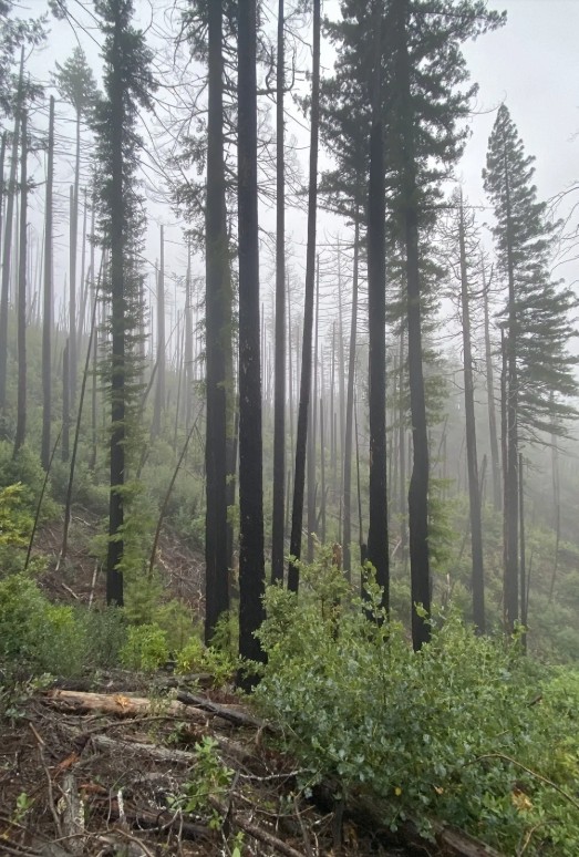 japanese bombsite trail, oregon history, hidden pacific northwest, secret places, WWII, us mainland bombing, hiking trails, off the beaten path, brookings, historical sites, heritage tree, interesting af, things to do