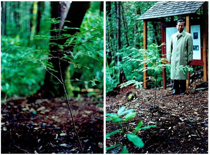 japanese bombsite trail, oregon history, hidden pacific northwest, secret places, WWII, us mainland bombing, hiking trails, off the beaten path, brookings, historical sites, heritage tree, interesting af, things to do