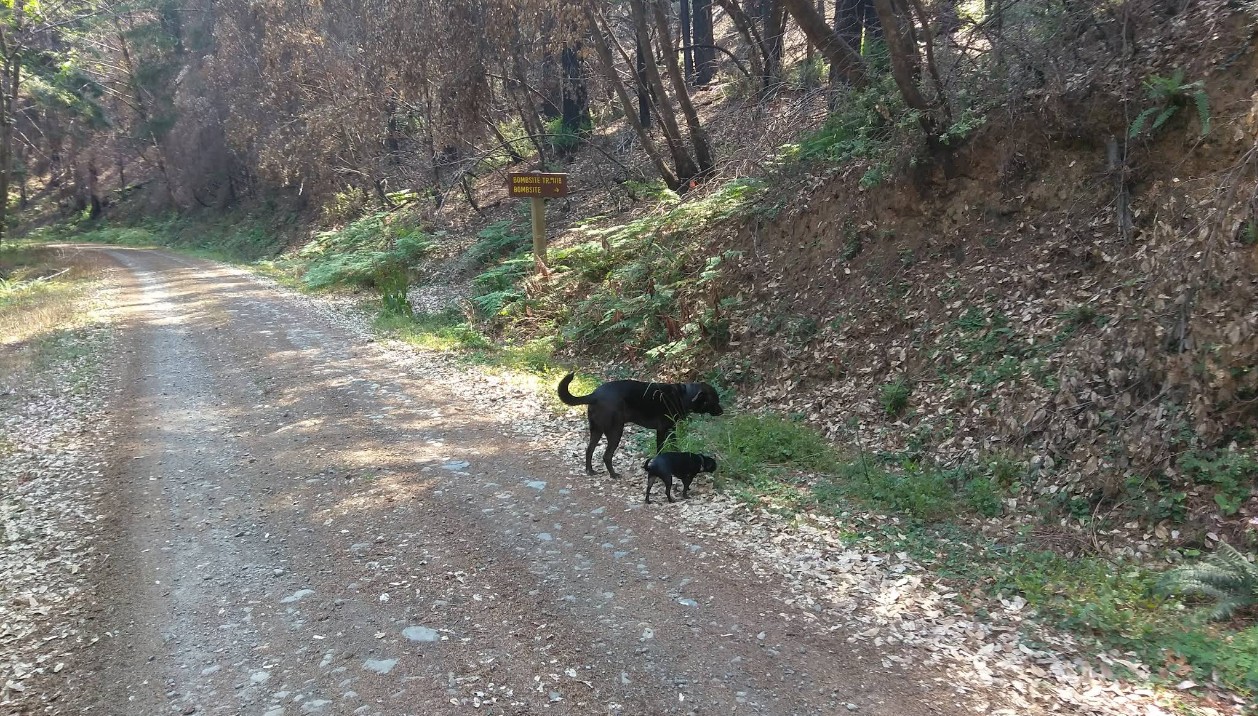 japanese bombsite trail, oregon history, hidden pacific northwest, secret places, WWII, us mainland bombing, hiking trails, off the beaten path, brookings, historical sites, heritage tree, interesting af, things to do