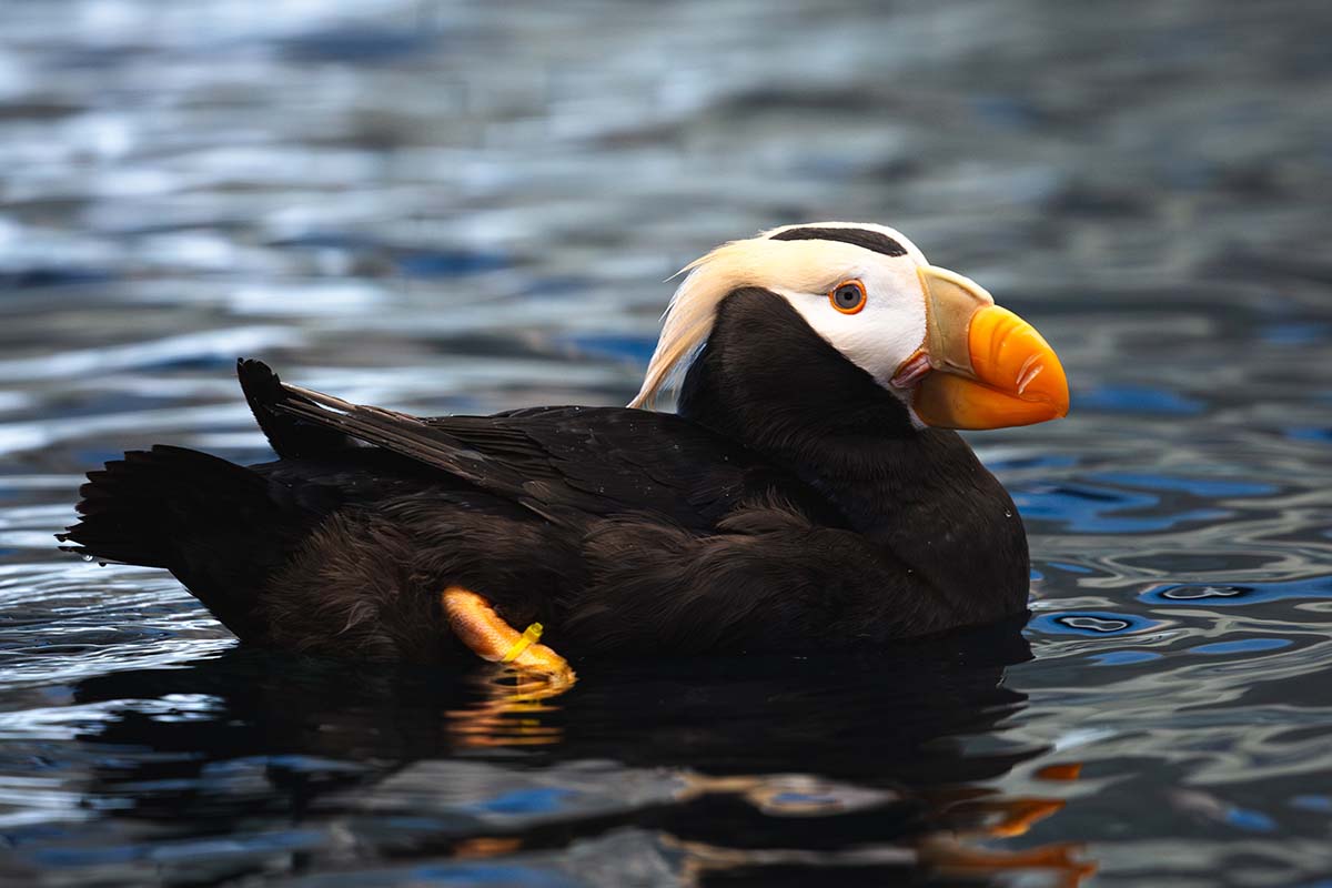 A,Tufted,Puffin,In,Water,At,An,Aquarium,In,Alaska.