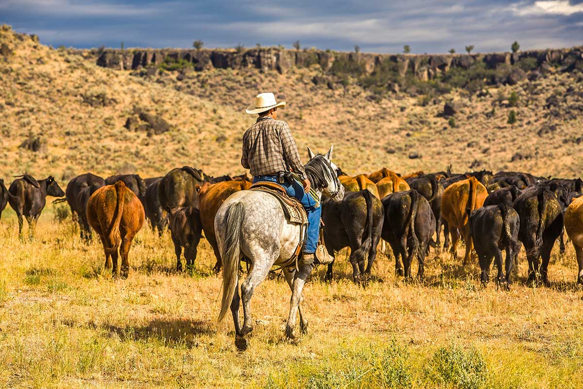 ranch_oregon Cowboy on horseback herding cattle with a dog in the high desert landscape near Paulina, Oregon, with rocky cliffs and open grassland in the background