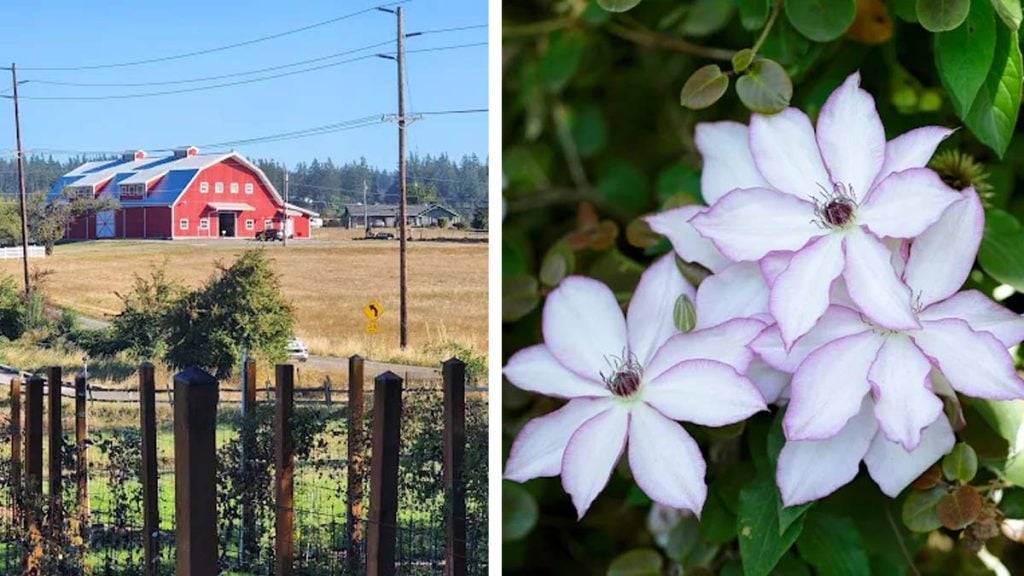 The Rogerson Clematis Garden