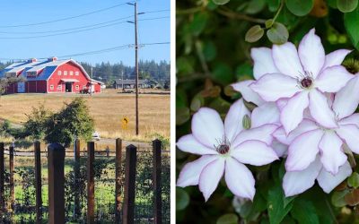 This Hidden Oregon Garden Is Most Beautiful Between May and July When Thousands of Clematis Bloom