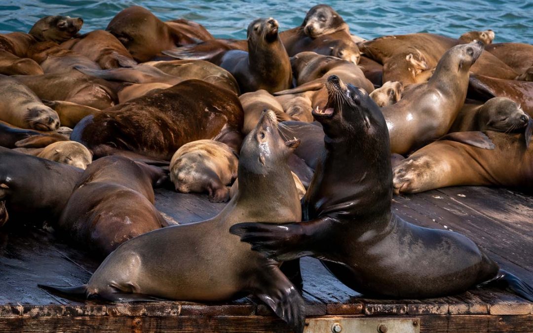 Tired Sea Lion Snaps After Being Climbed Over, Breathed On, And Generally Disrespected