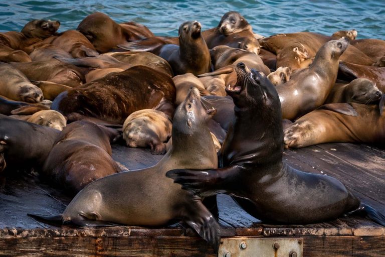 Tired Sea Lion Snaps After Being Climbed Over, Breathed On, And Generally Disrespected